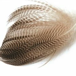 Wapsi Gadwall (Harmaasorsa)